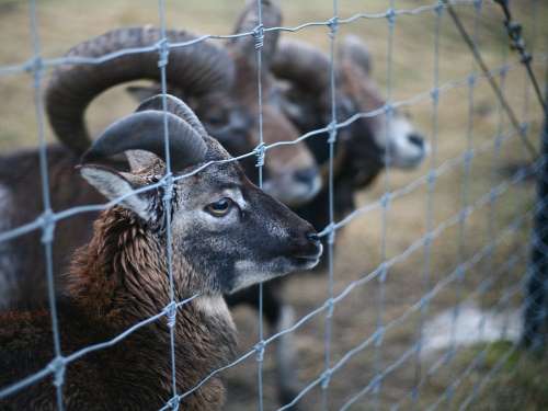 cercados rurales y ganaderos